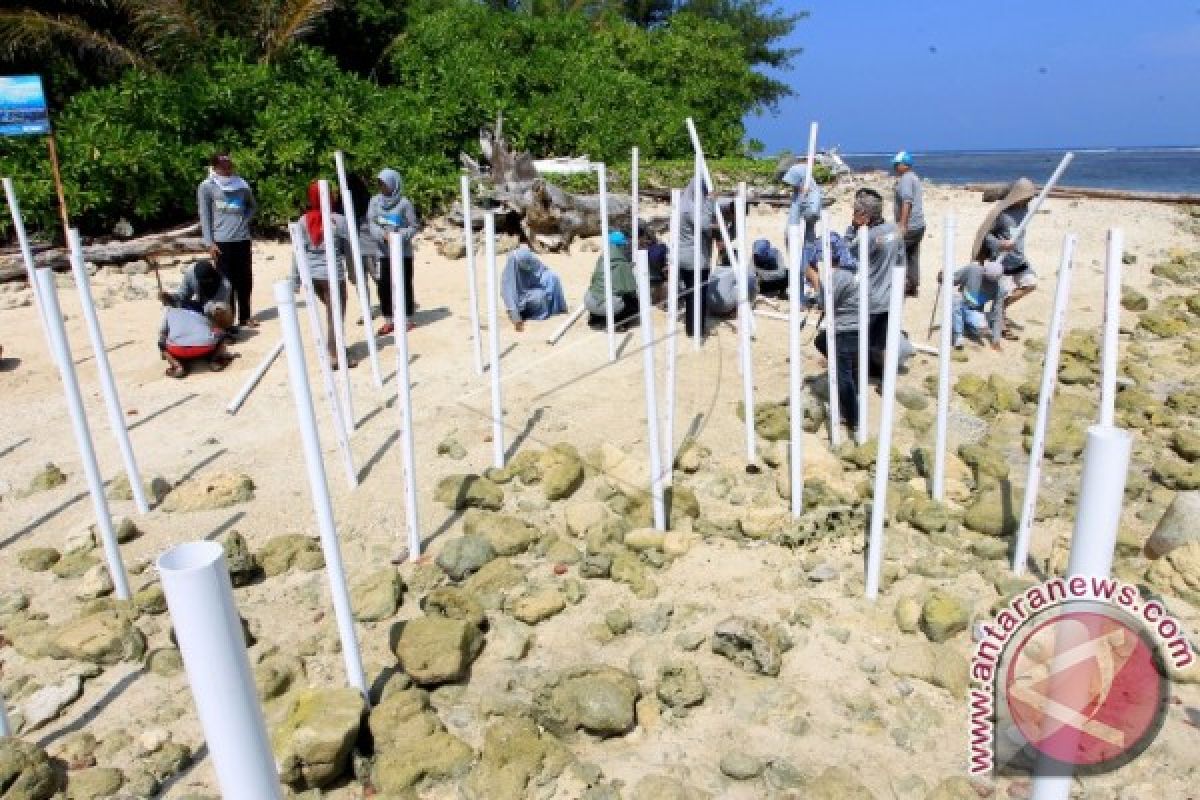 Aktivis tumbuhkan mangrove di pulau tikus