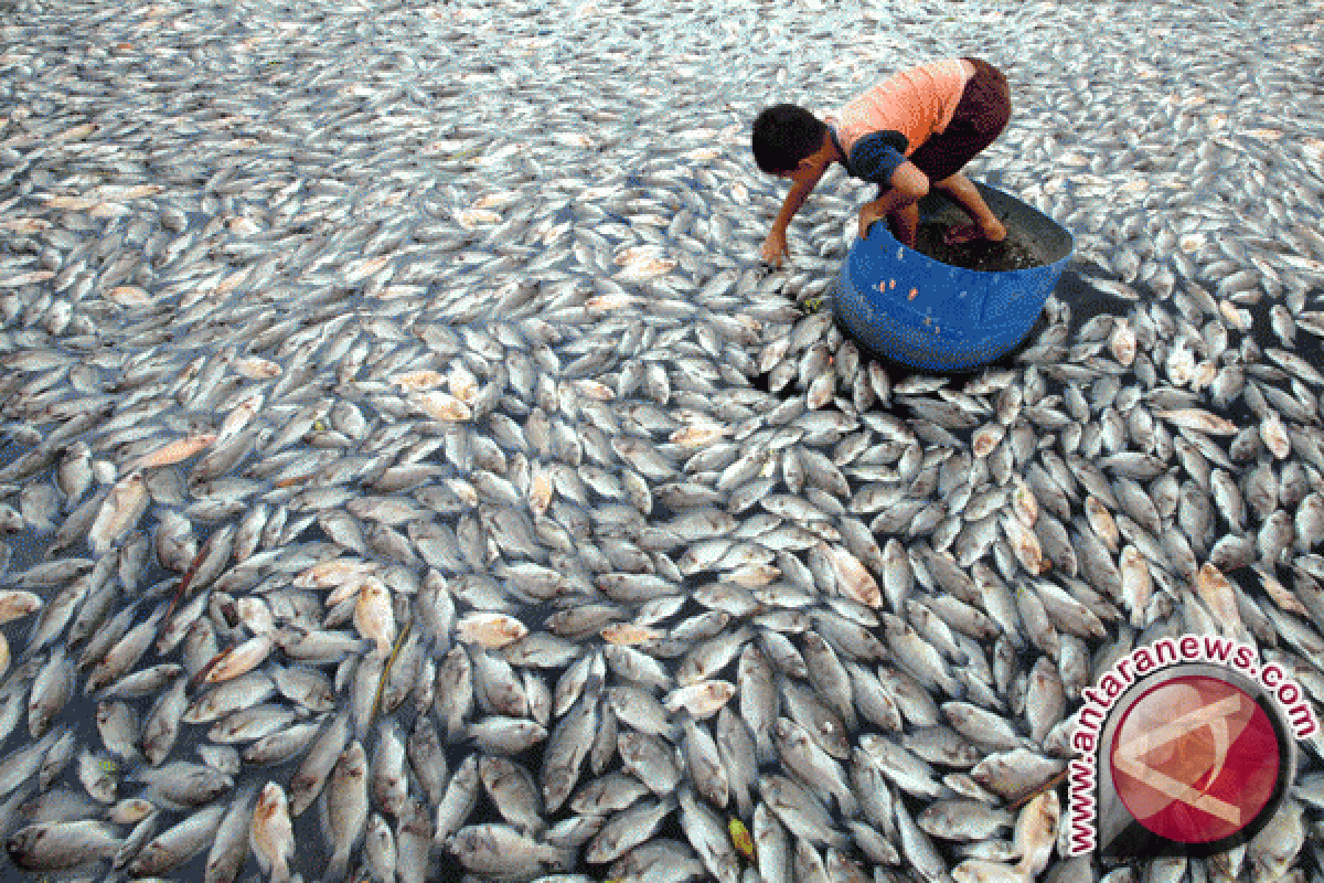 Ribuan ikan berenang zigzag hingga mati mendadak