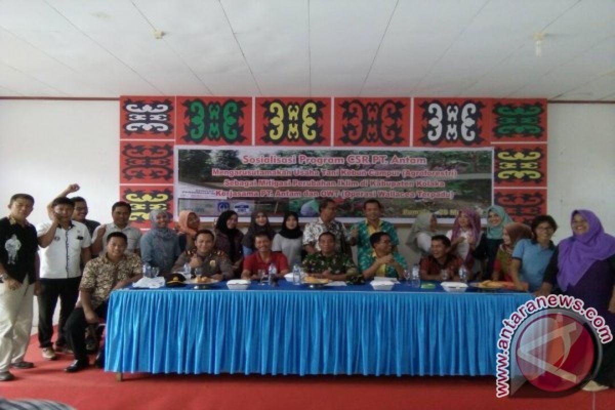 Antam-wallacea Kembangkan "Agroforesty" 