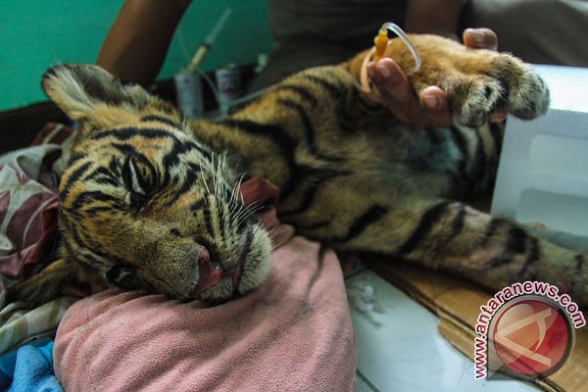 Tim berhasil tembak bius harimau Sumatera Bonita