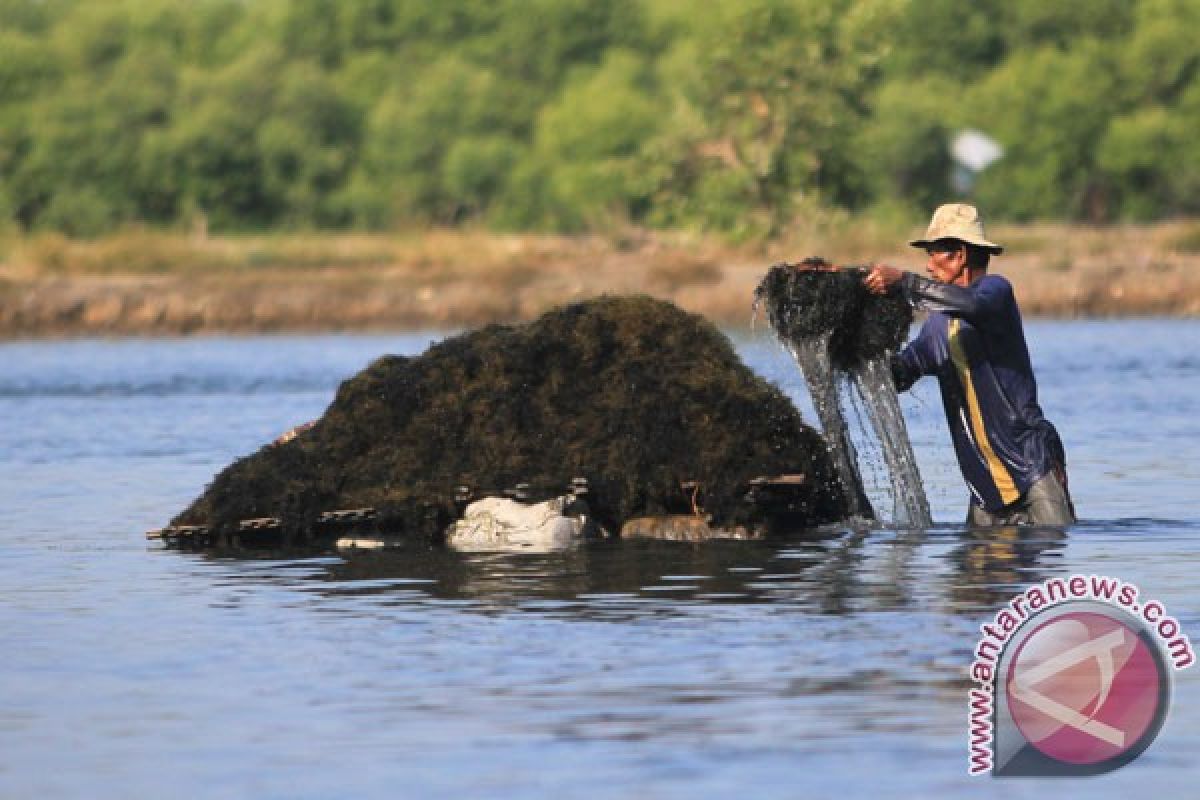 LIPI berhasil kembangkan budidaya gabungan teripang-bandeng-rumput laut