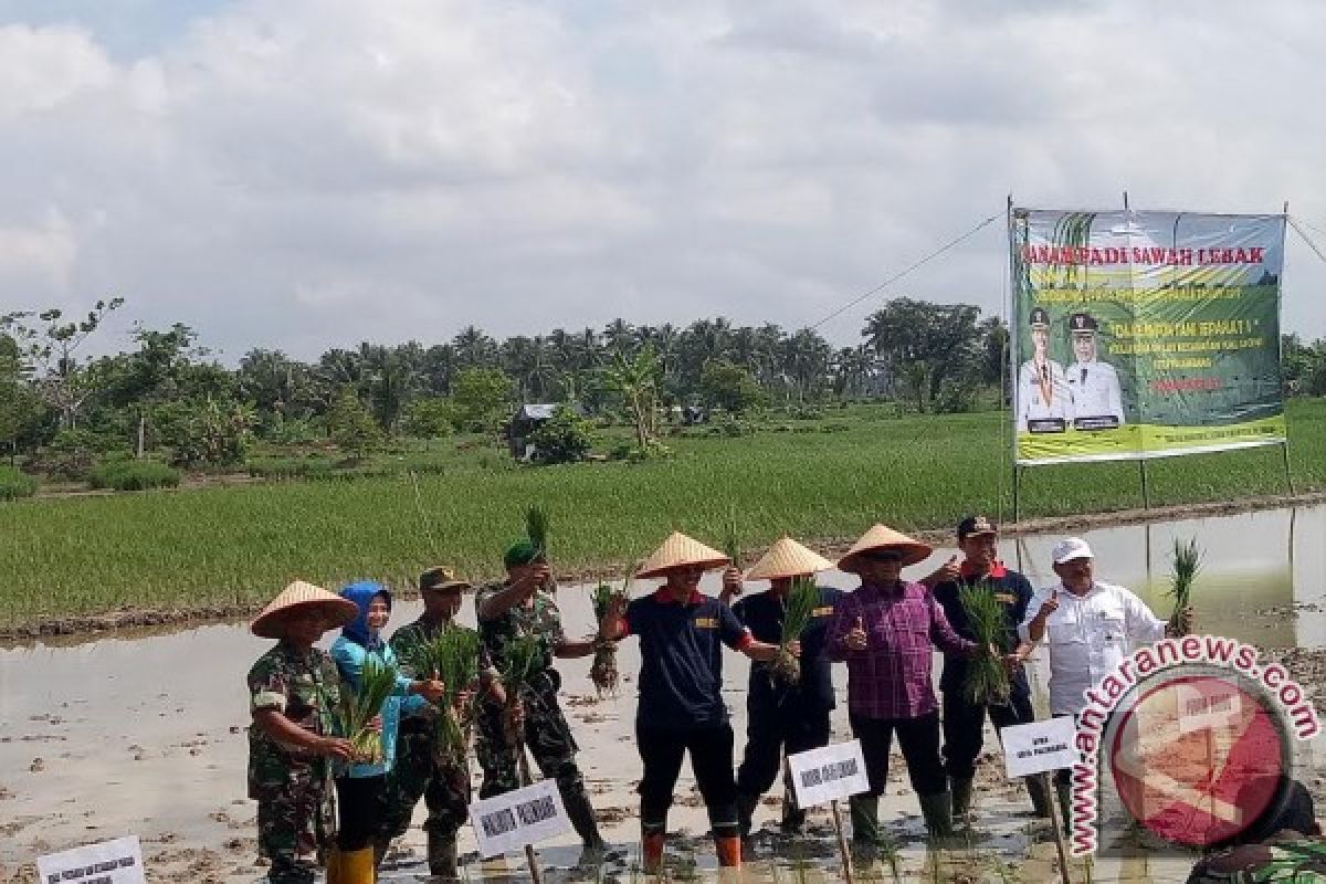 Wali Kota Palembang tanam padi sawah lebak