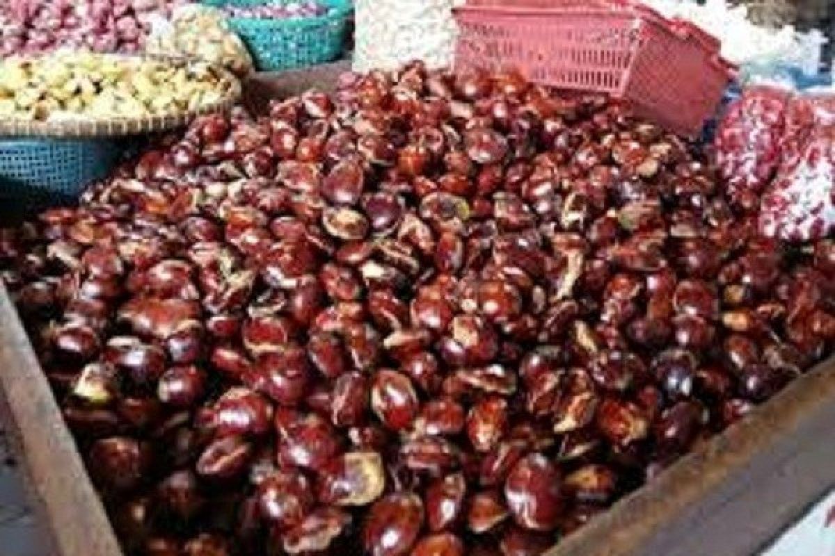 Harga jengkol melambung dari Rp20.000 jadi Rp40.00 per kilogram