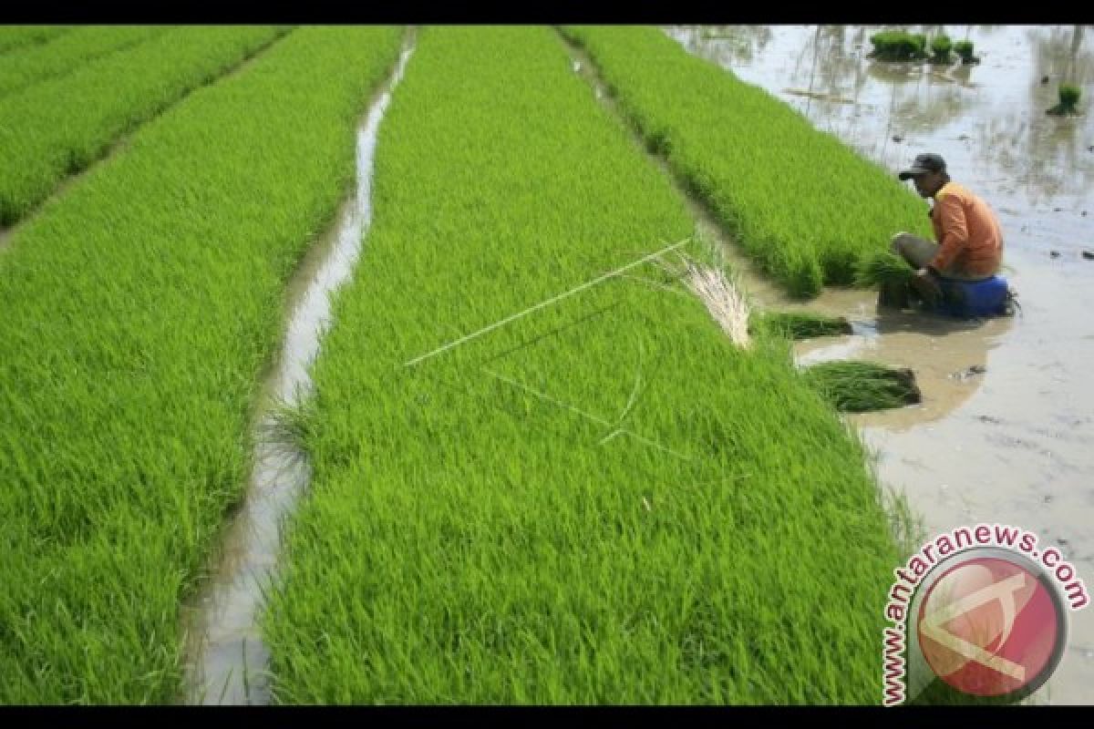 Sultra Usulkan Sawah Puso Dapat Bantuan Benih 