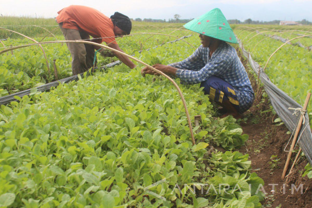 Harga Bibit Tembakau di Probolinggo Turun