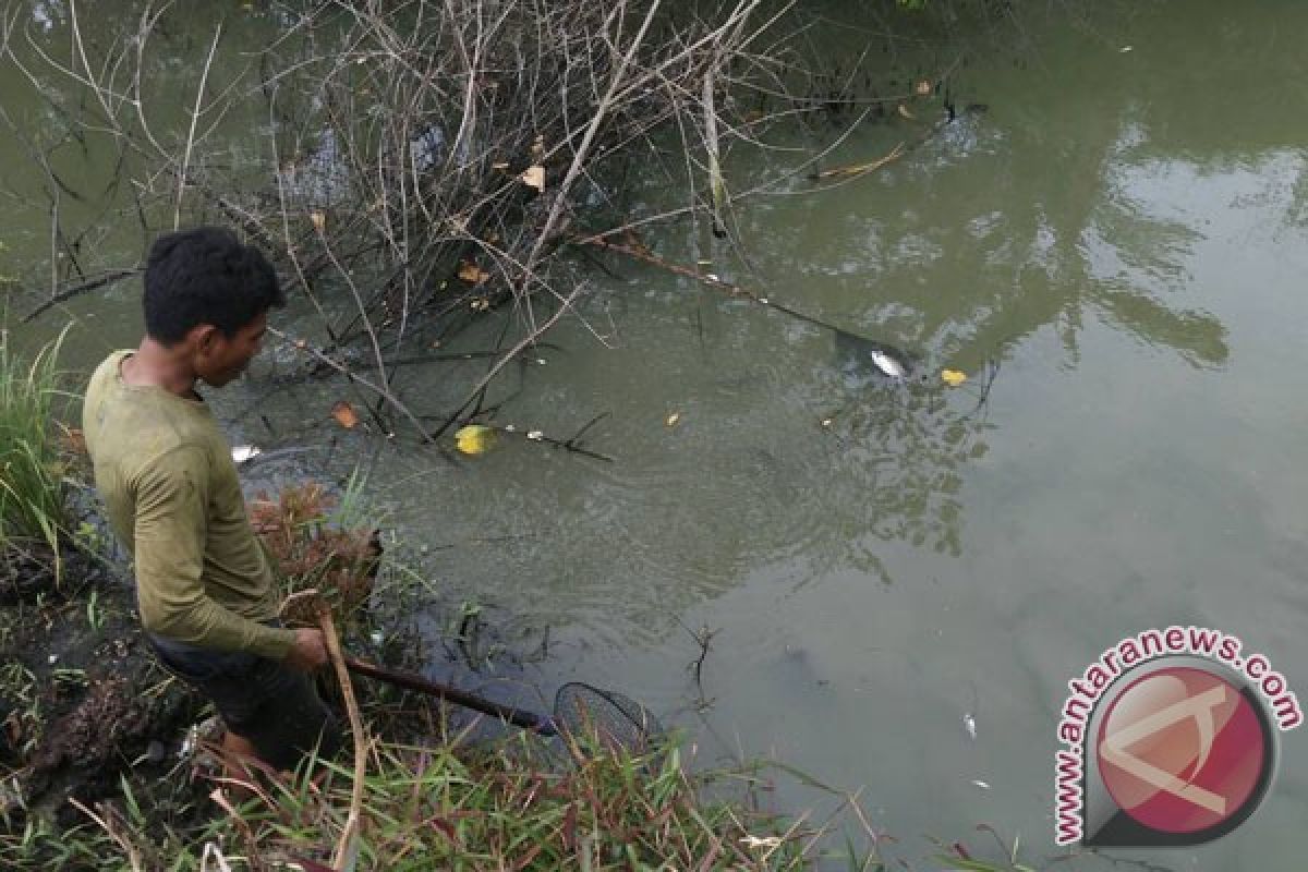 Ratusan Ikan Mati Di Rawa Pulau Baai