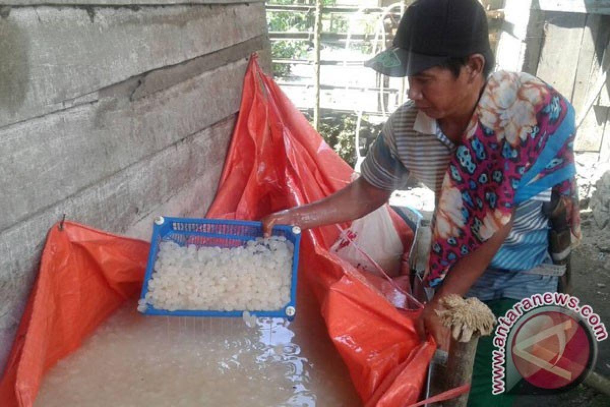 Produksi Kolang-Kaling Asal Rejang Lebong Berkurang