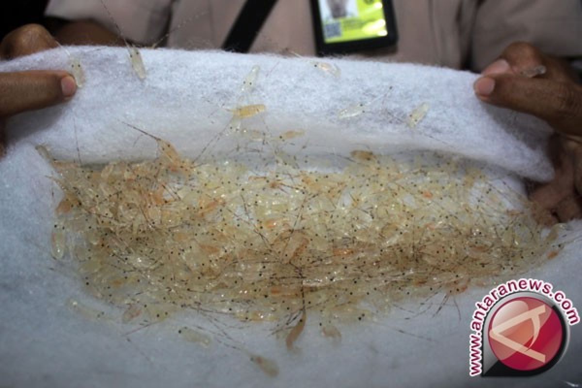 KSKP Gagalkan Pengiriman 65.000 Bibit Lobster