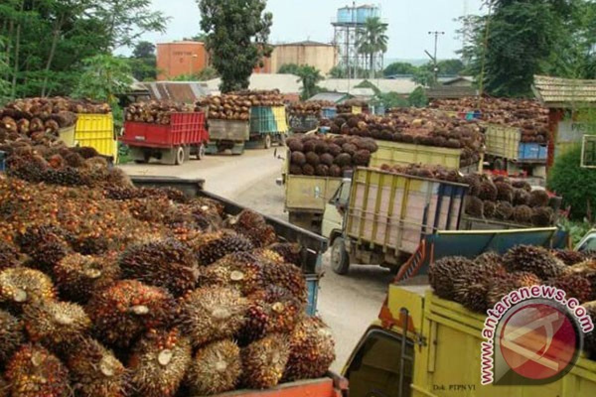 Harga Sawit Di Pabrik Mukomuko Mulai Naik