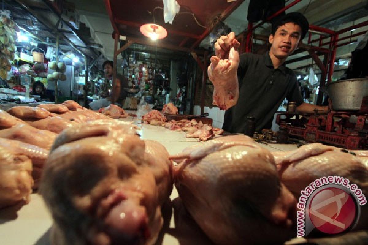 Polisi selidiki penyebab harga daging ayam meroket