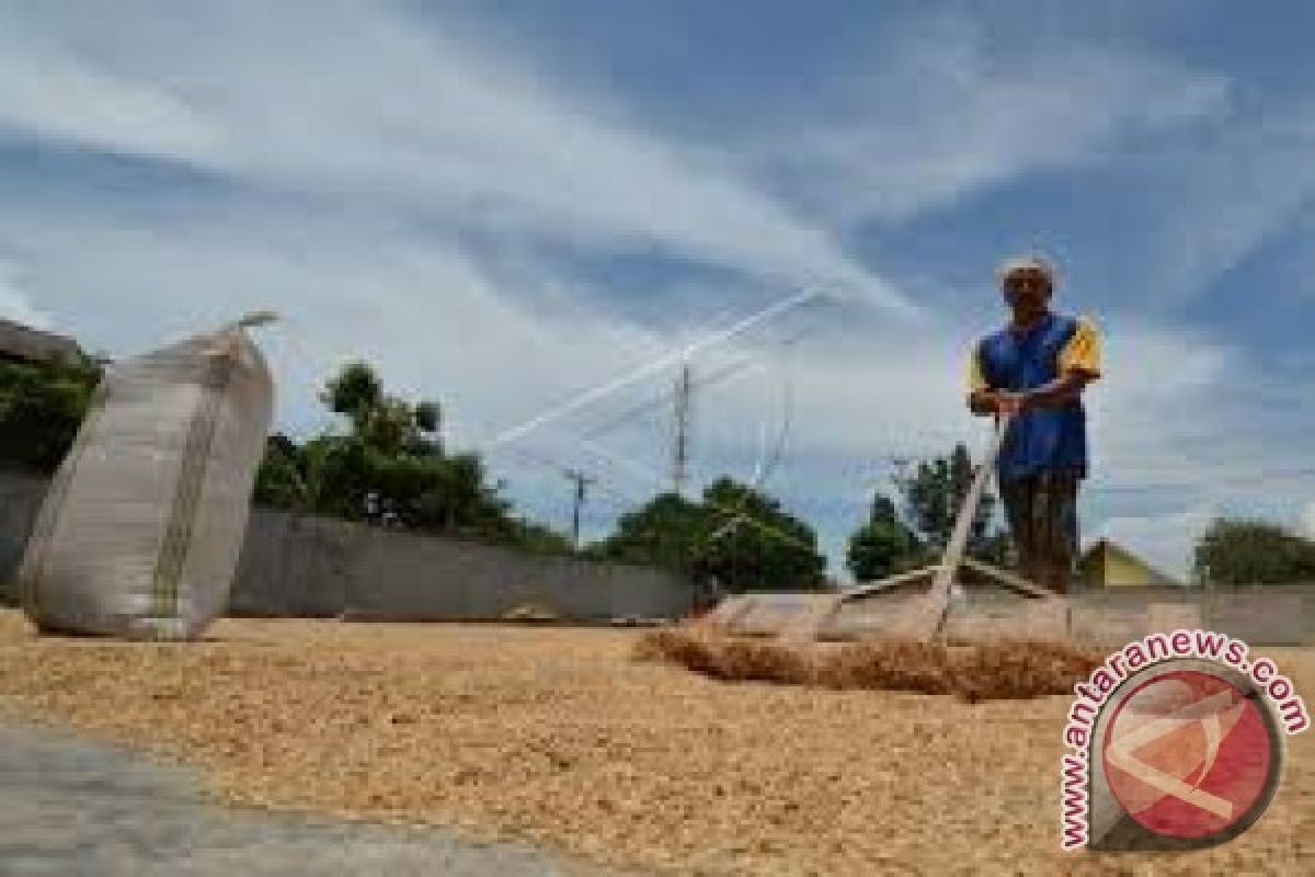 Gabah Bombana dijual ke luar daerah