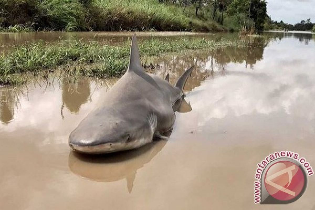 Satu Hiu Terdampar di Pelabuhan Gresik