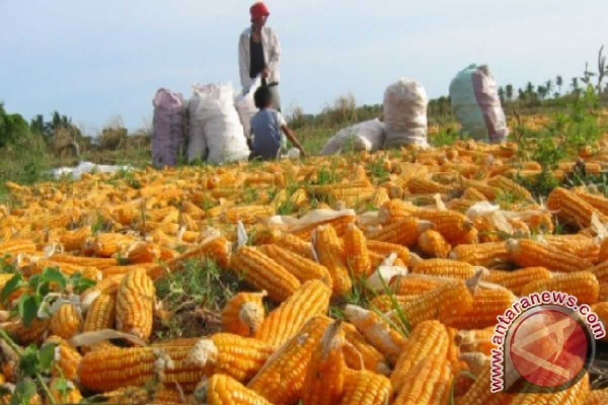 Malaysia Impor Jagung Indonesia 