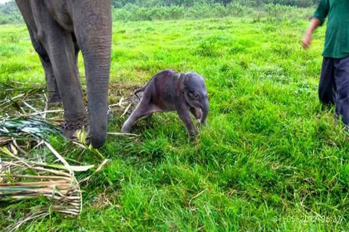 Gajah Way Kambas Lahirkan Anak Betina 