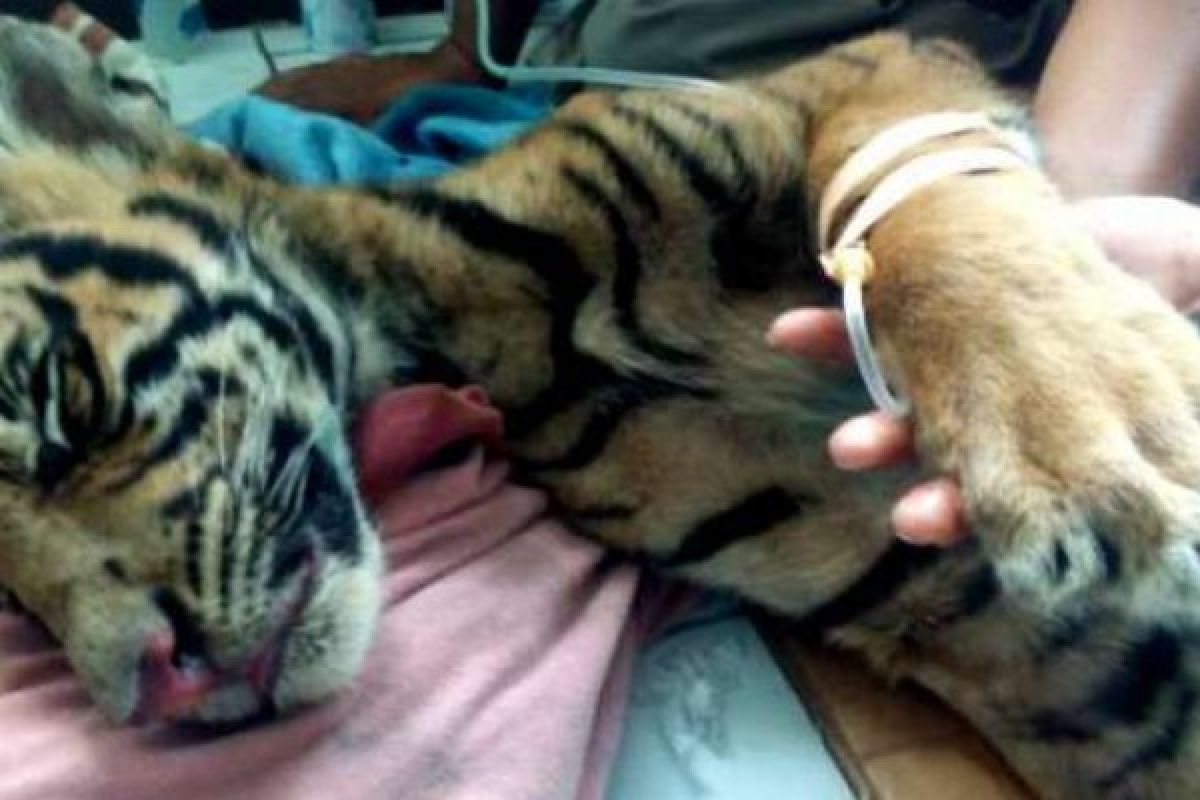 BBKSDA Riau Ambil Alih Perawatan Anak Harimau Yang Sakit