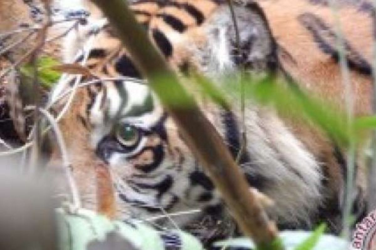 Berkeliaran Bebas, Harimau Sumatera Ancam Keselamatan Warga Inhil