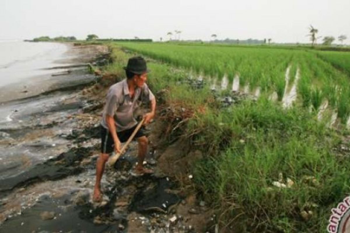 Tiap Tahun 30 Meter Daratan Meranti Terkikis Abrasi