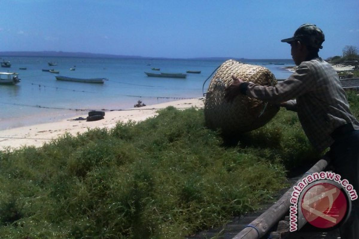 Kabupaten Kupang Dominasi Rumput Laut di NTT