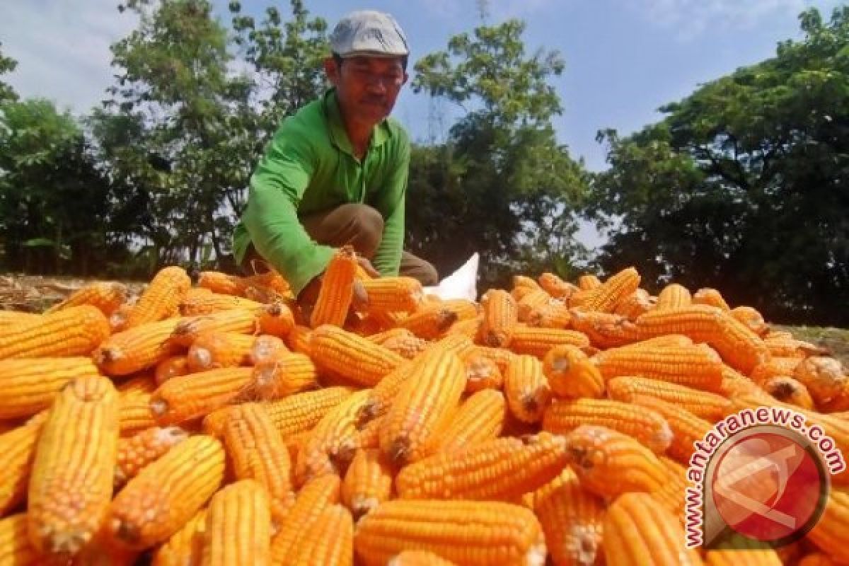 Malaysia Importing Corn From Indonesia