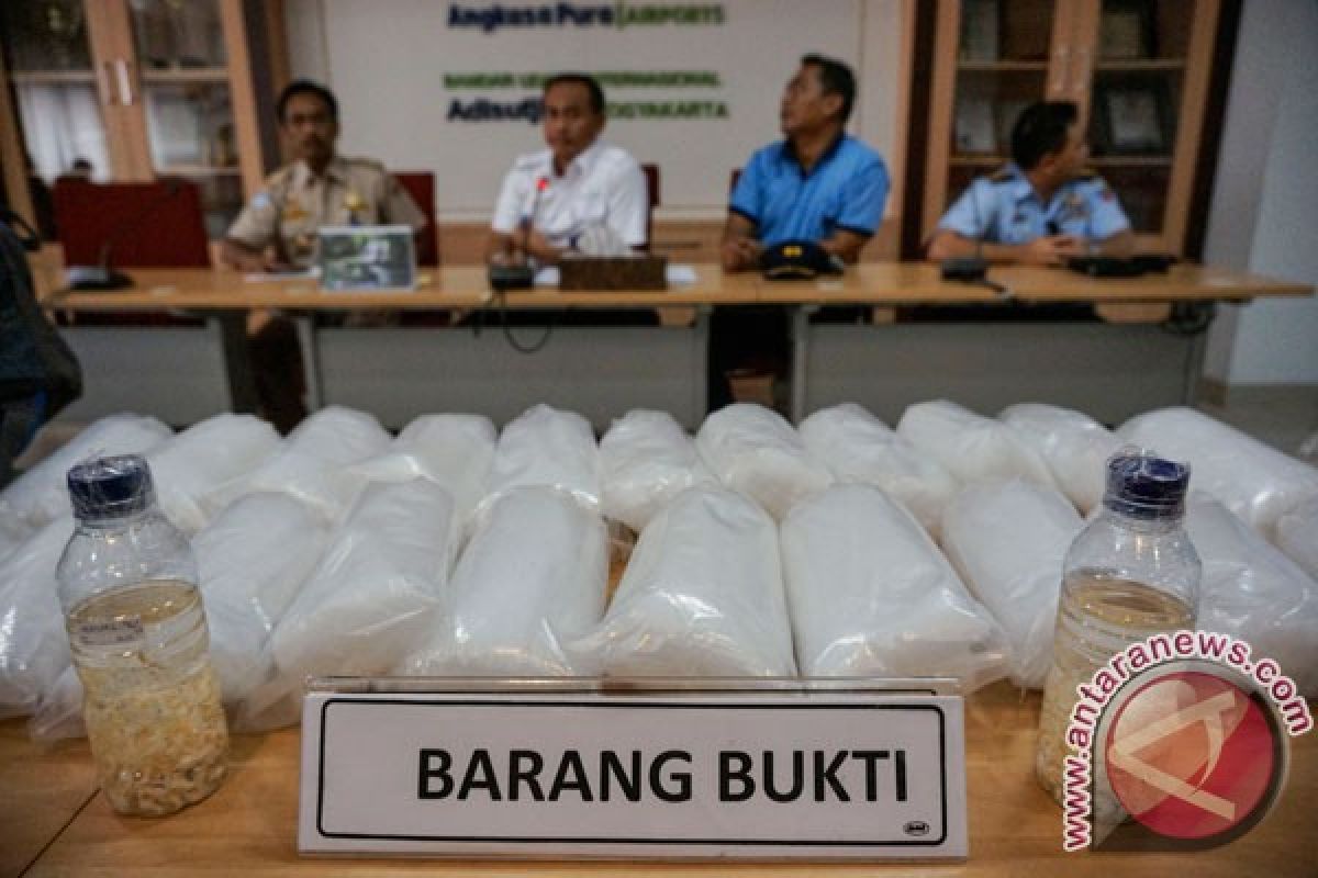 Polairud Lampung gagalkan penyelundupan baby lobster mutiara