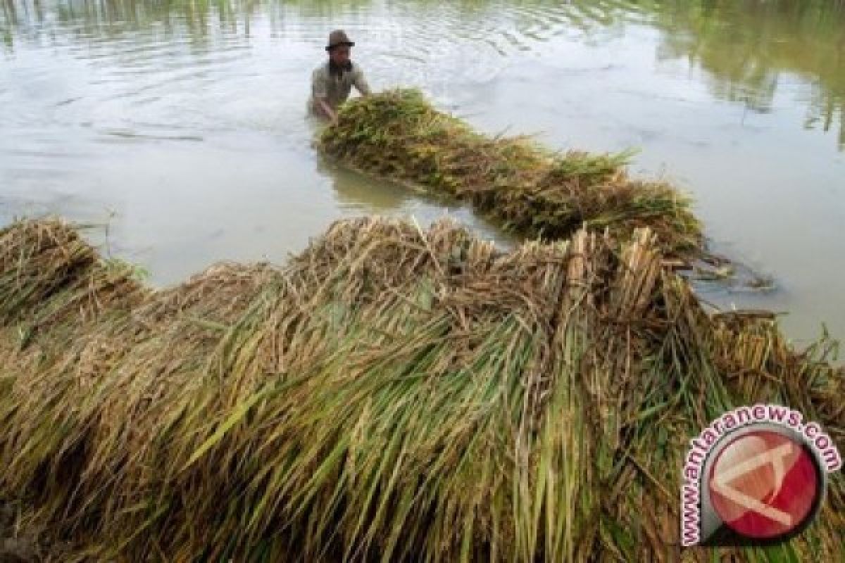 Petani Korban Banjir Konawe Butuh Bibit Padi