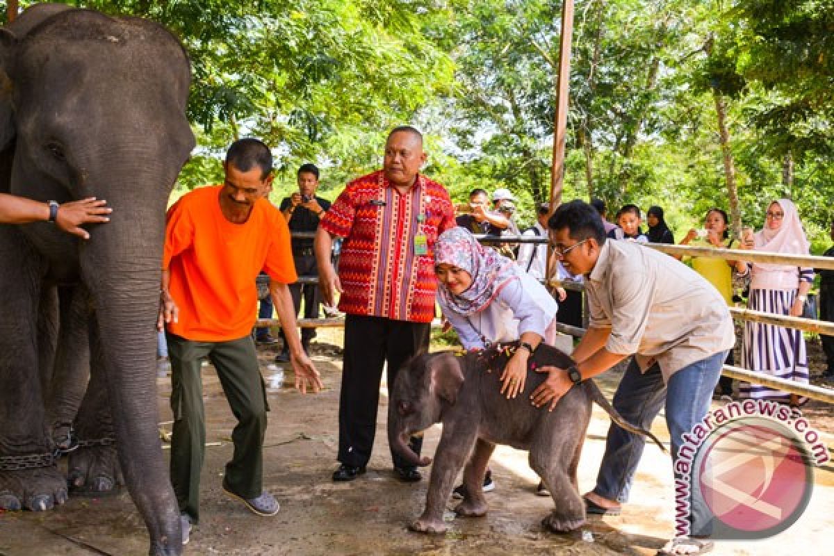 Bupati Beri Nama Anak Gajah "Nunik"