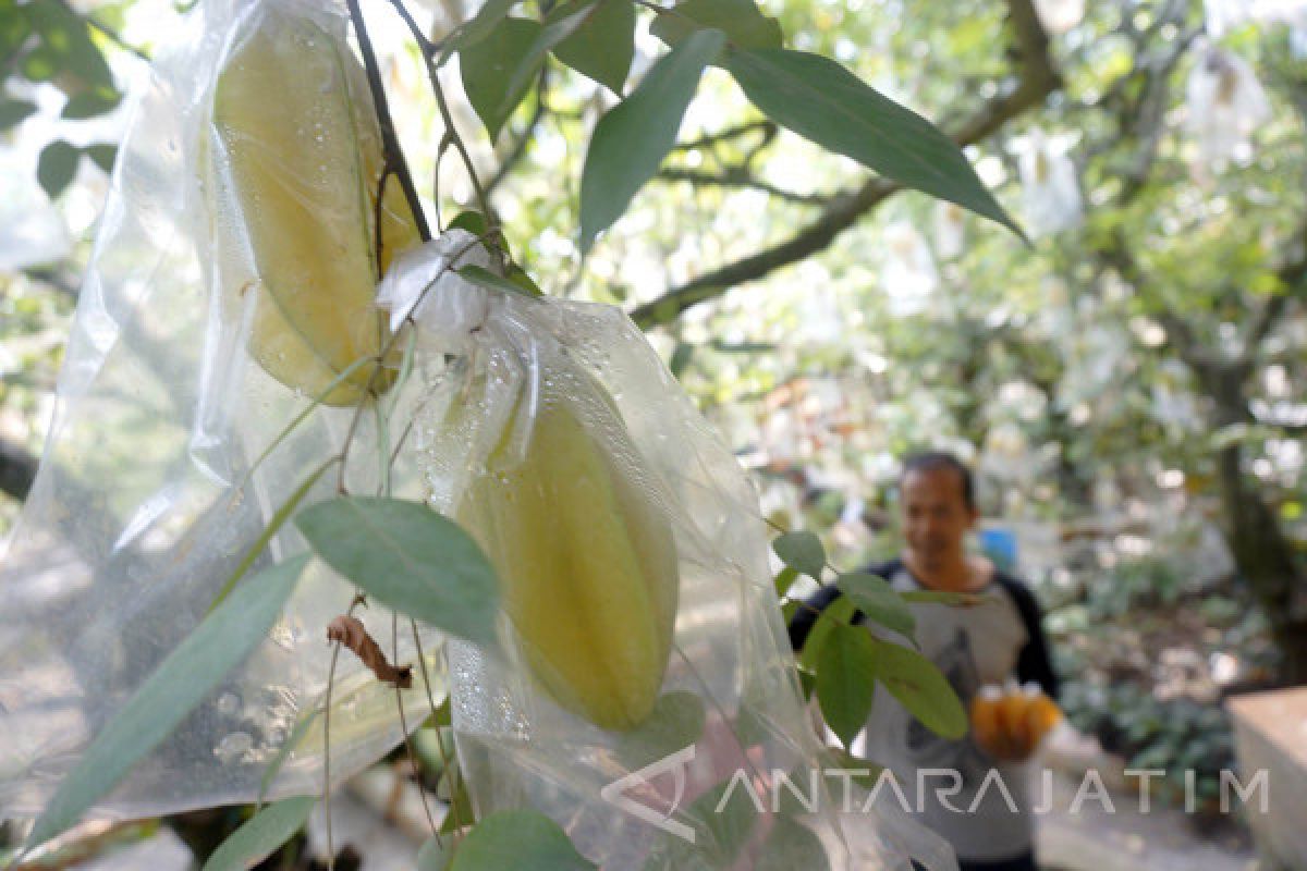 Ramadhan, Penjualan Buah Belimbing Tulungagung Menurun