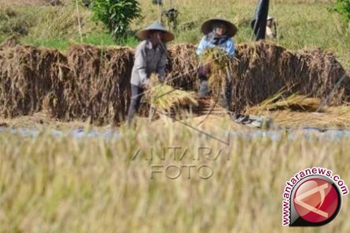 BPS: Harga gabah di Bali naik 3,06 persen