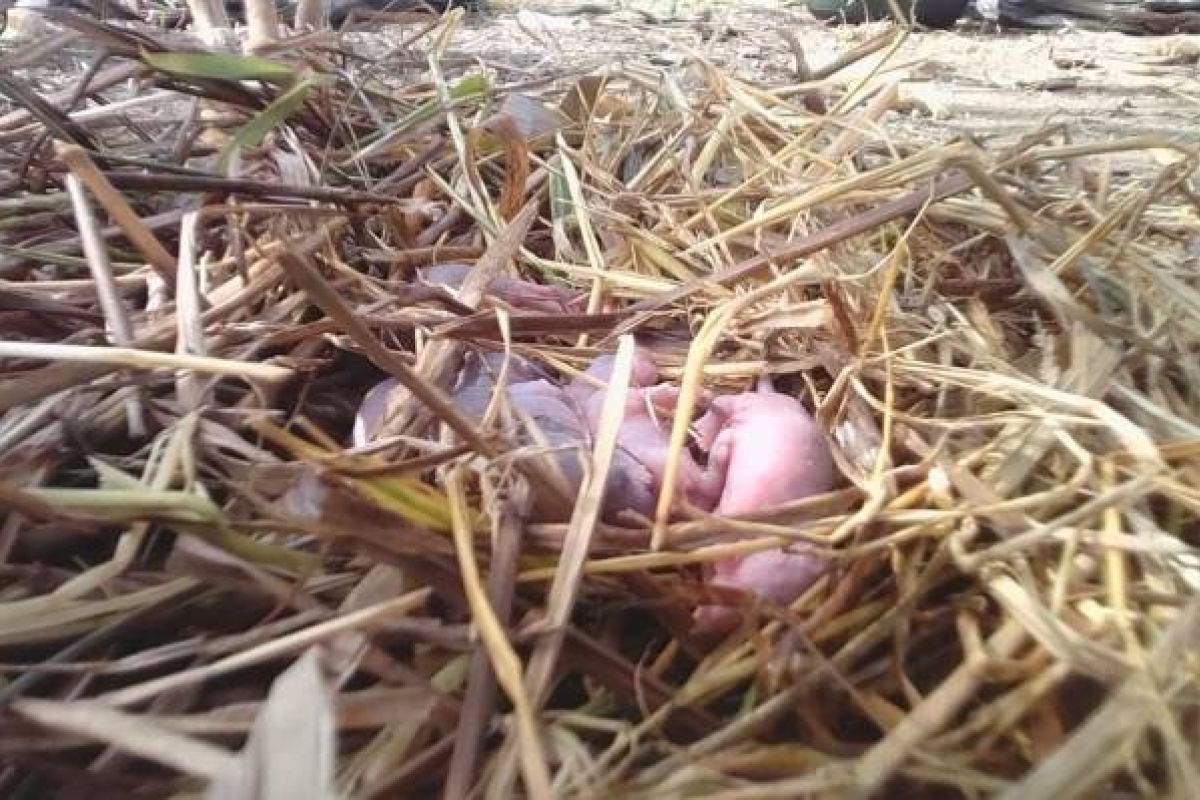 Pemkab Seruyan Minta Petani Antisipasi Hama Tikus