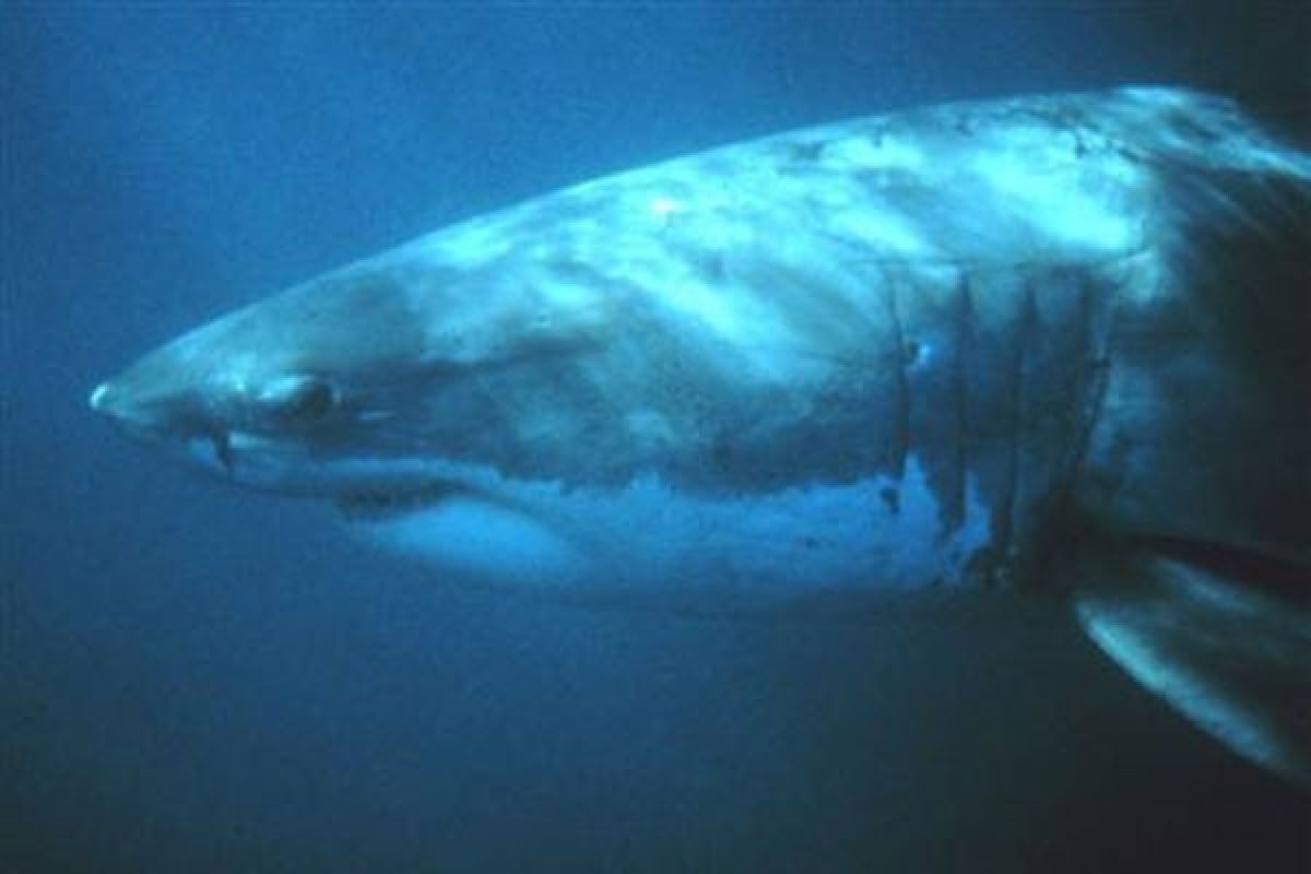 LIPI keluarkan dokumen spesies hiu lanjaman sebagai acuan ilmiah