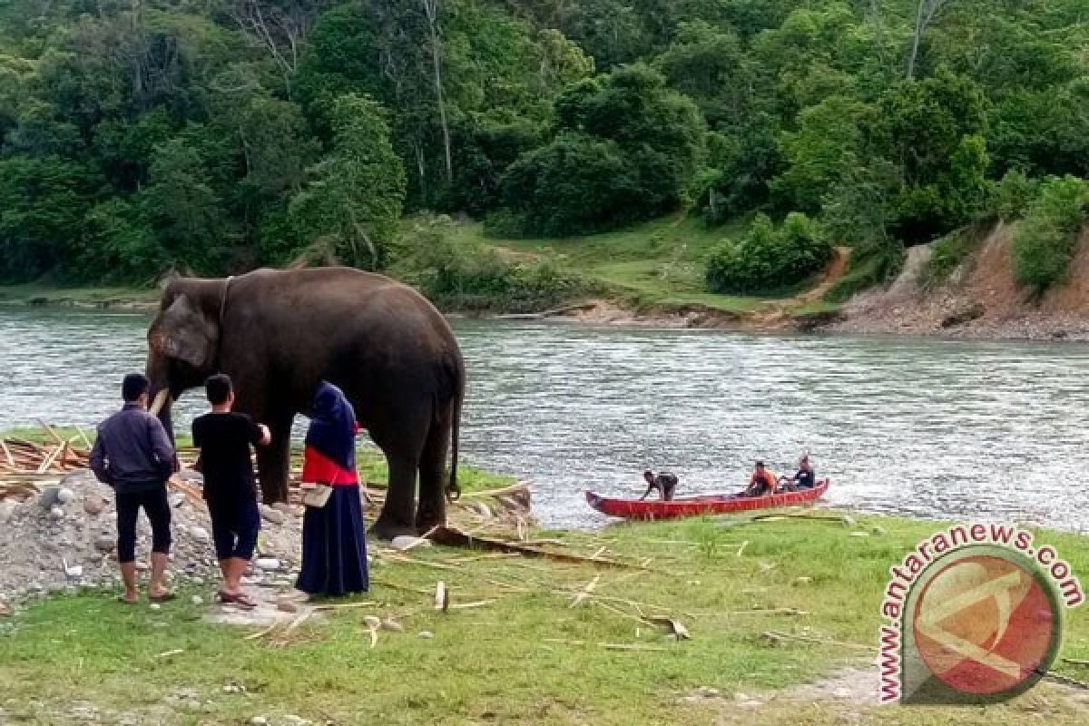 Wisatawan Keluhkan Jalan Rusak Menuju Wisata Gajah