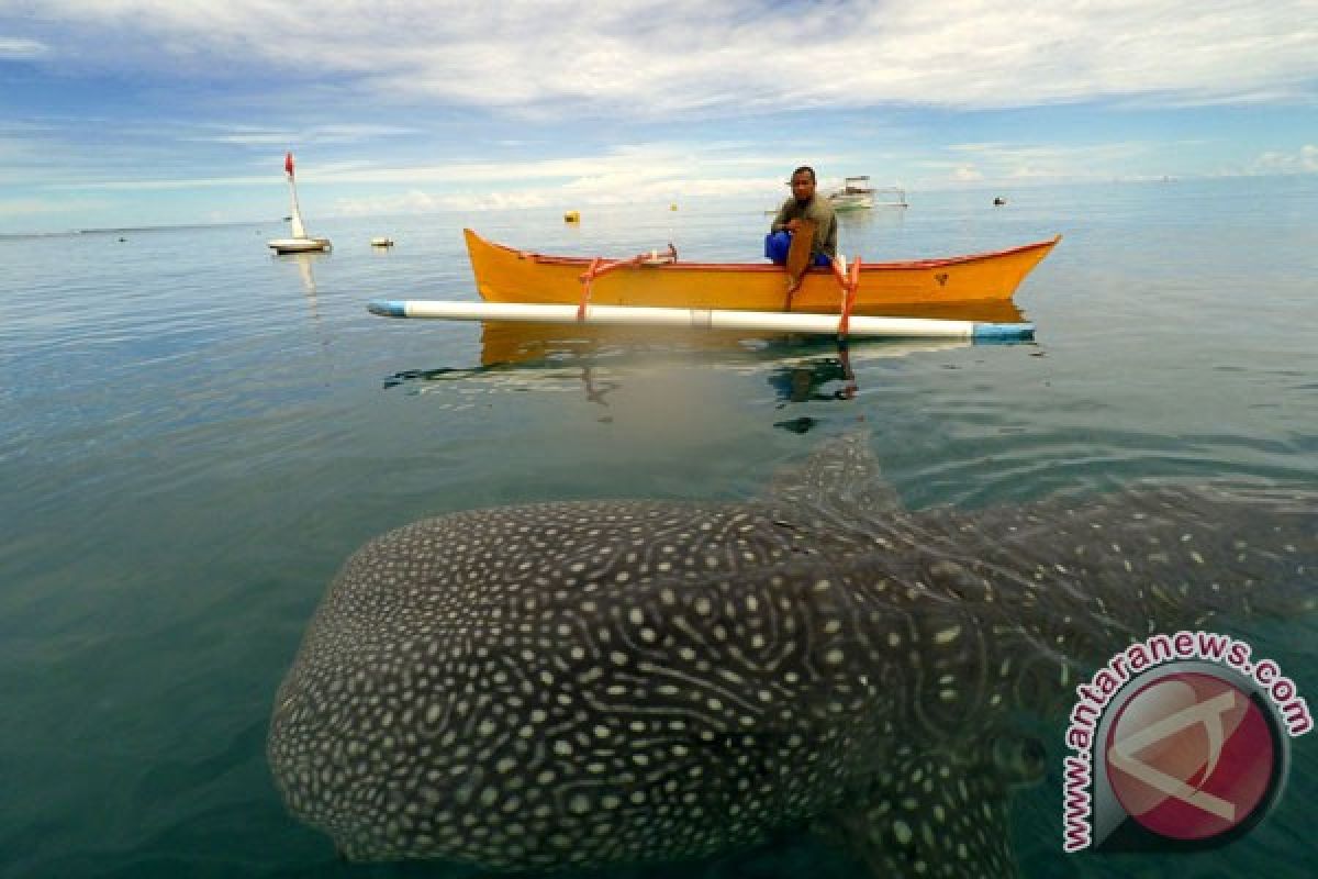 Hiu paus terjerat jaring nelayan di Pulau Lemukutan