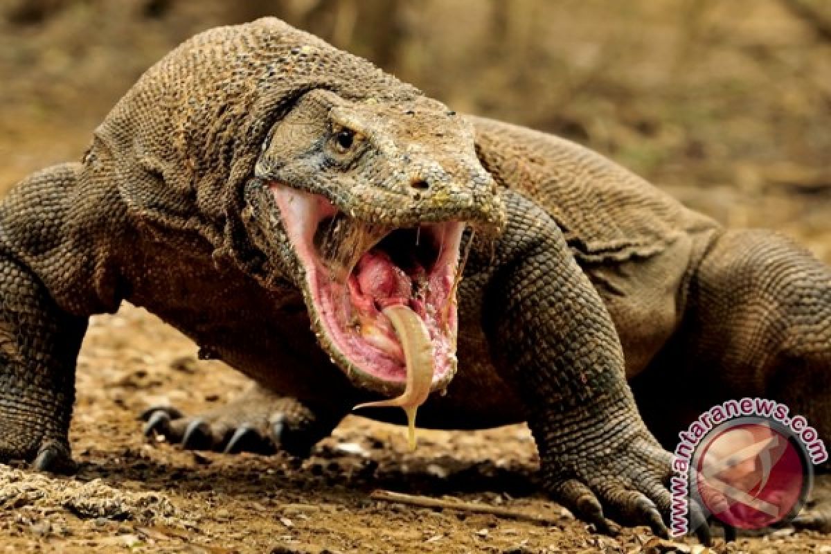 Pemprov NTT ingin batasi pengunjung Taman Nasional Komodo