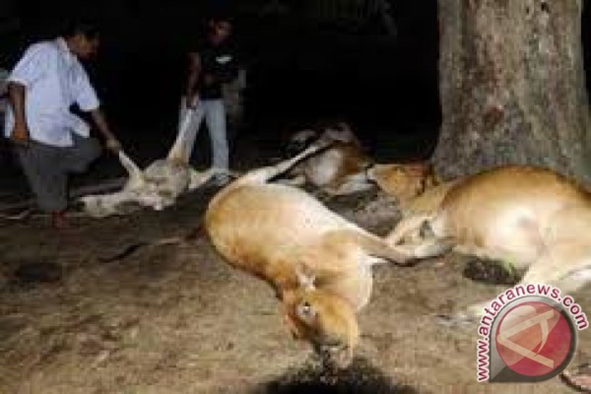 Puluhan Sapi Di Kupang Mati Mendadak 