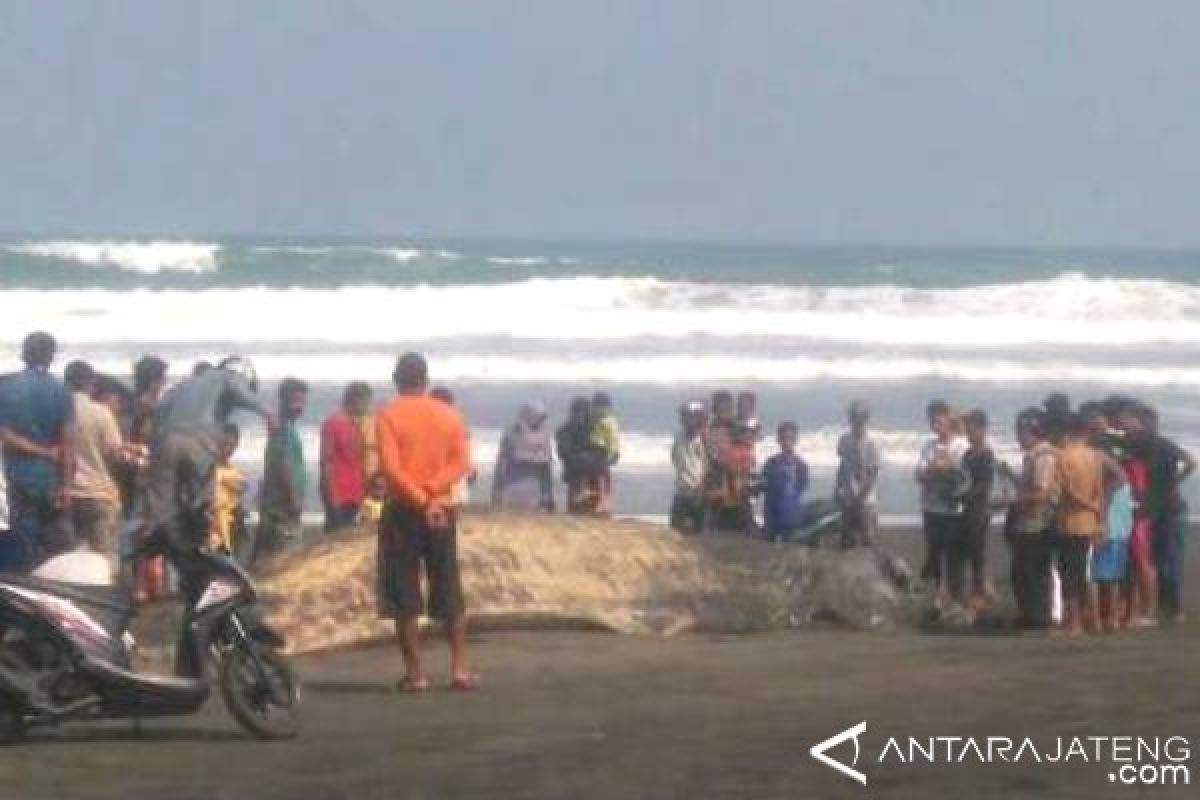 Bangkai Paus Terdampar di Pantai Cilacap