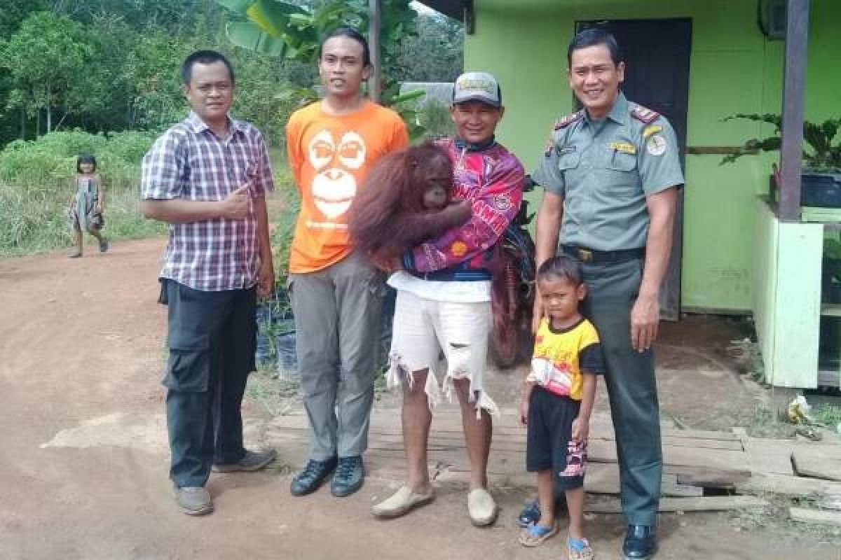 7 Orangutan Diserahkan Warga Ke BKSDA Kalteng 