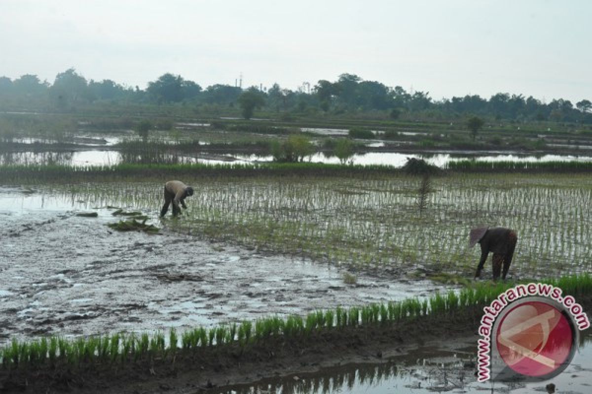 Kelompok tani OKU dapat bantuan bibit padi