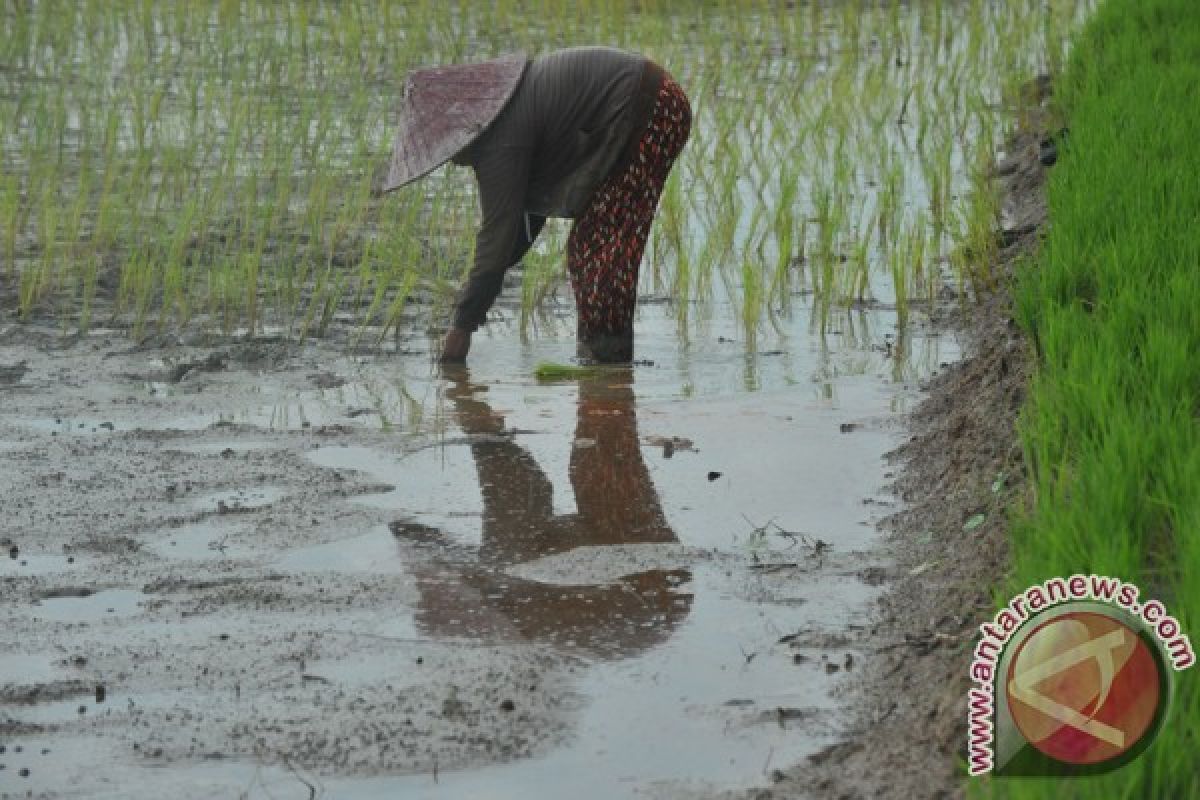 Pemkot Palembang pertahankan keberadaan sawah lebak