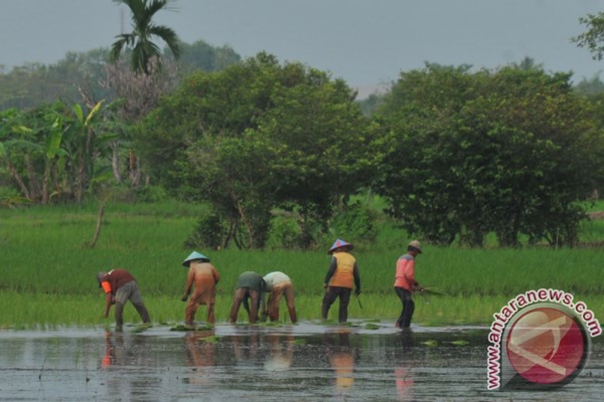 Kelompok tani  Ogan Komering Ulu terima bantuan bibit