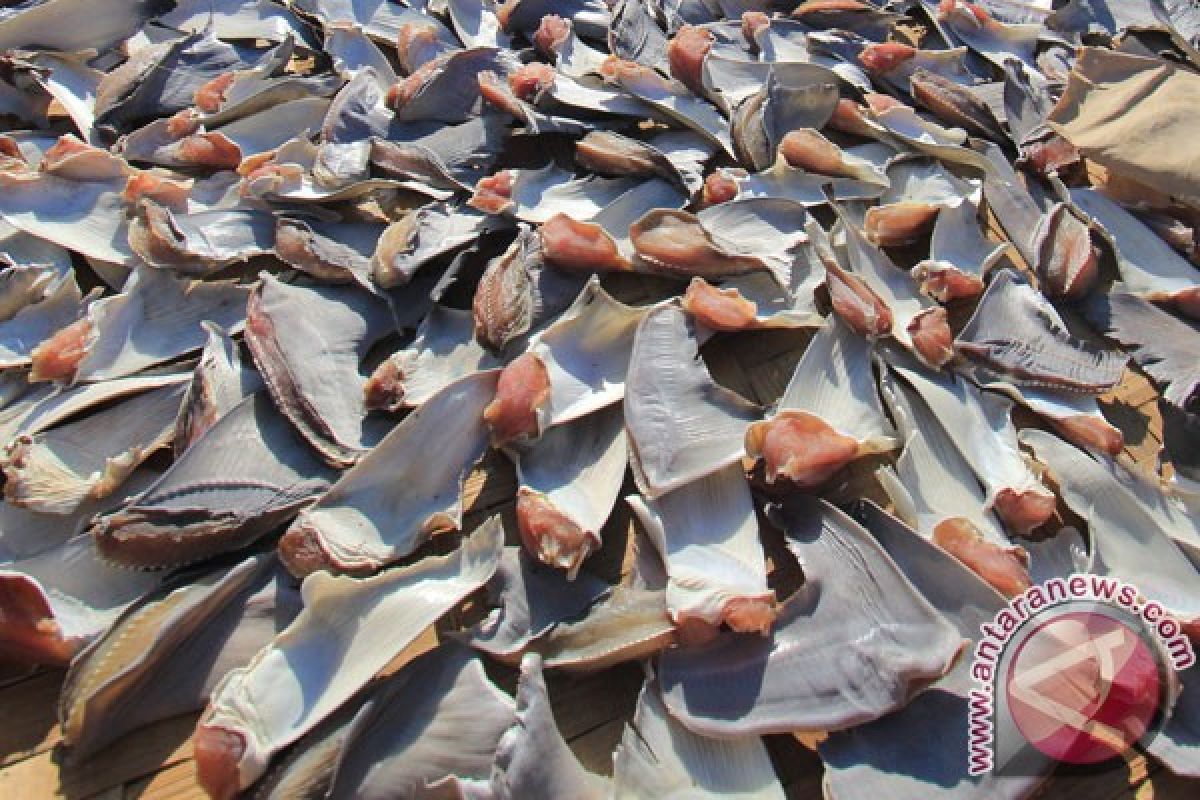 KKP: Indonesia ekspor 3.800 ton daging hiu per bulan
