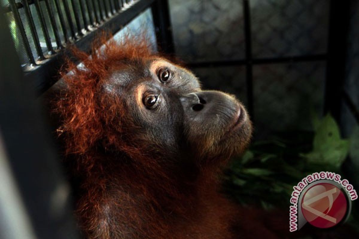 Kondisi terakhir orang utan merokok di Bandung Zoo