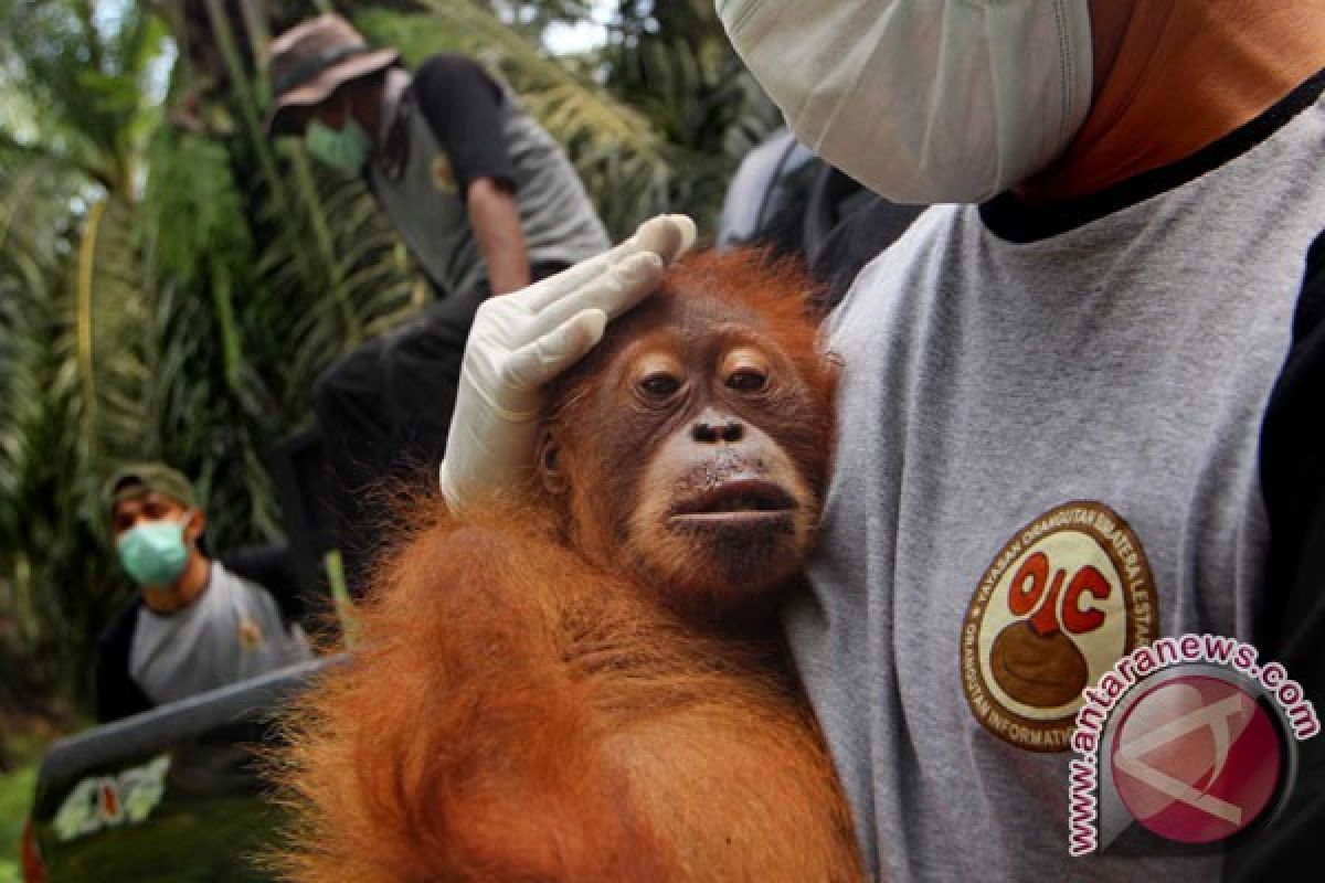 137 orangutan diselamatkan di Sumatra dalam lima tahun