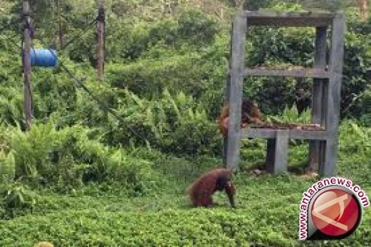 Kerja sama BKSDA dengan Yayasan BOS selamatkan ratusan orangutan