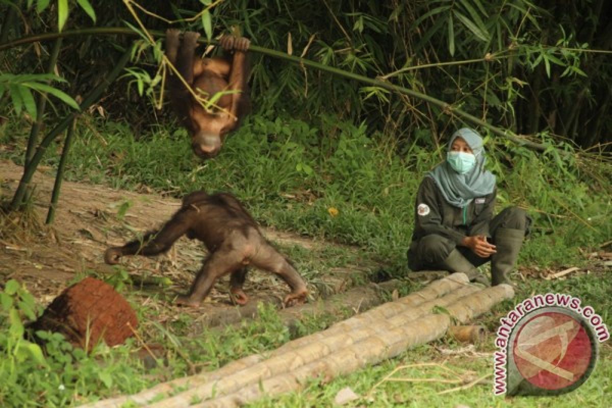 Enam orangutan dilepasliarkan di Kehje Sewen