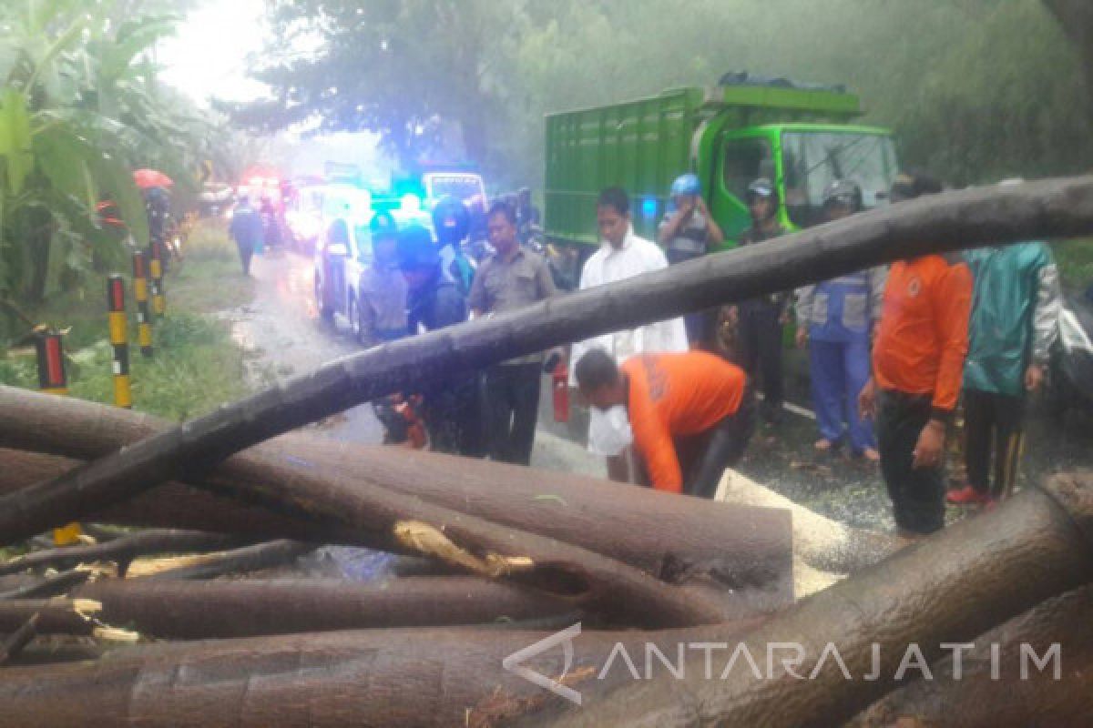 Jalur Pantura Situbondo Macet Akibat Pohon Tumbang