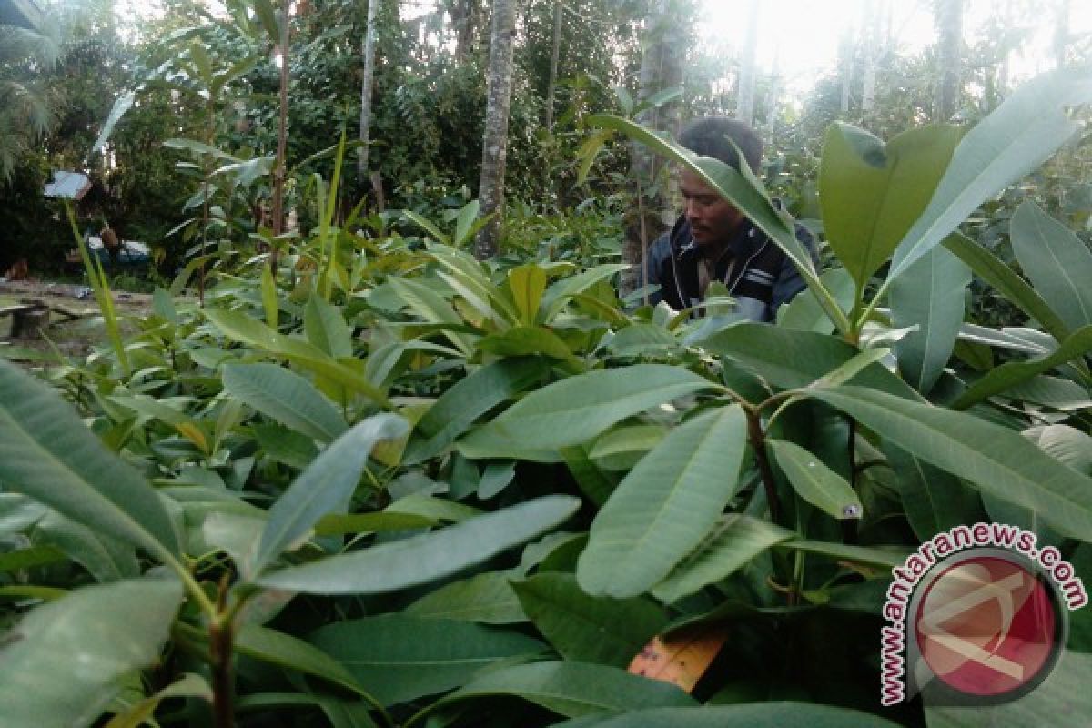 Semangat masyarakat tanam jelutung di lahan gambut 