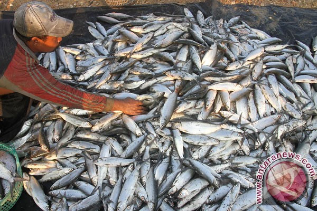 Harga ikan di Kendari melonjak