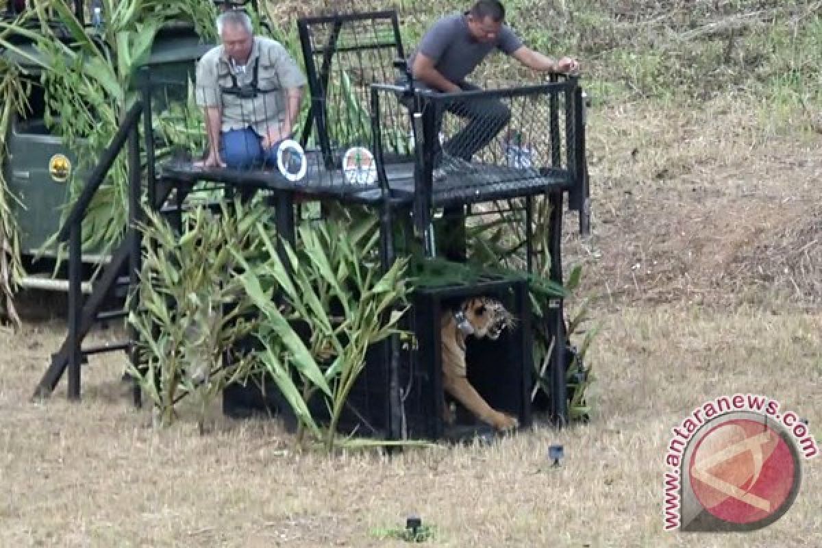 Panglima TNI lepasliarkan harimau sumatera