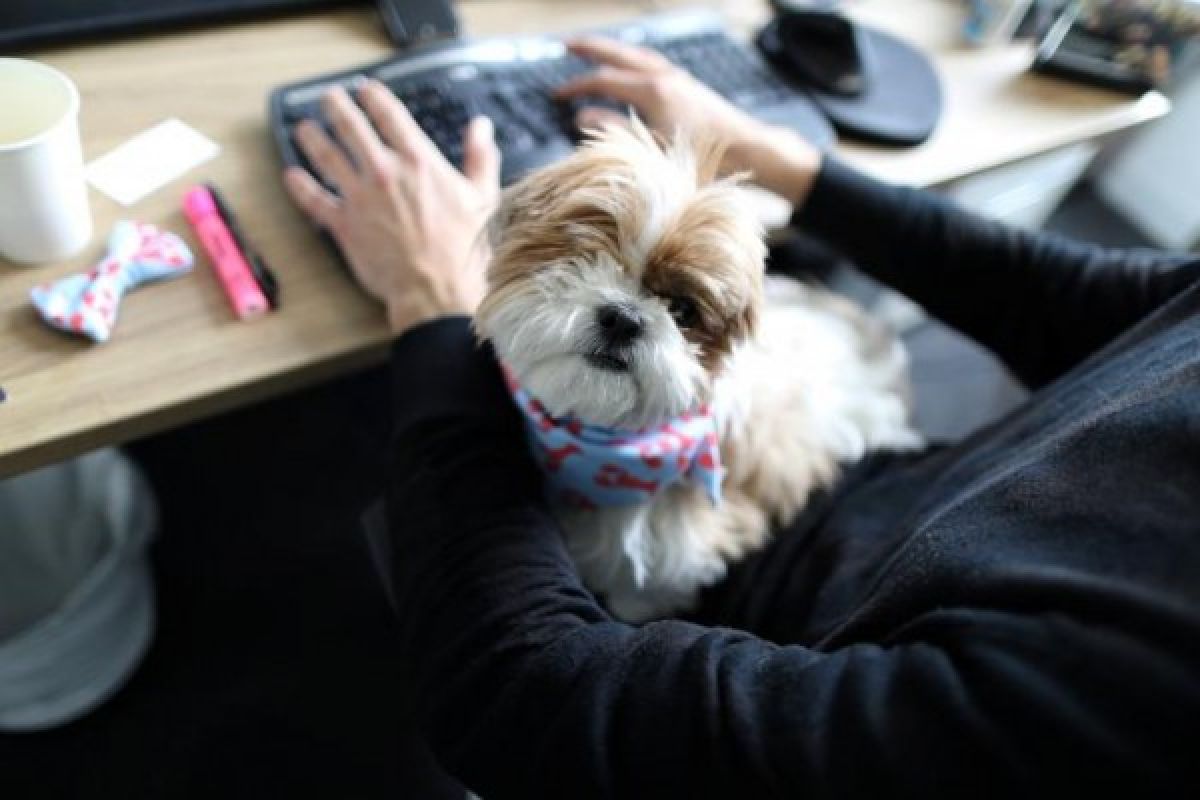 Kerja di California, bisa bawa anjing ke kantor