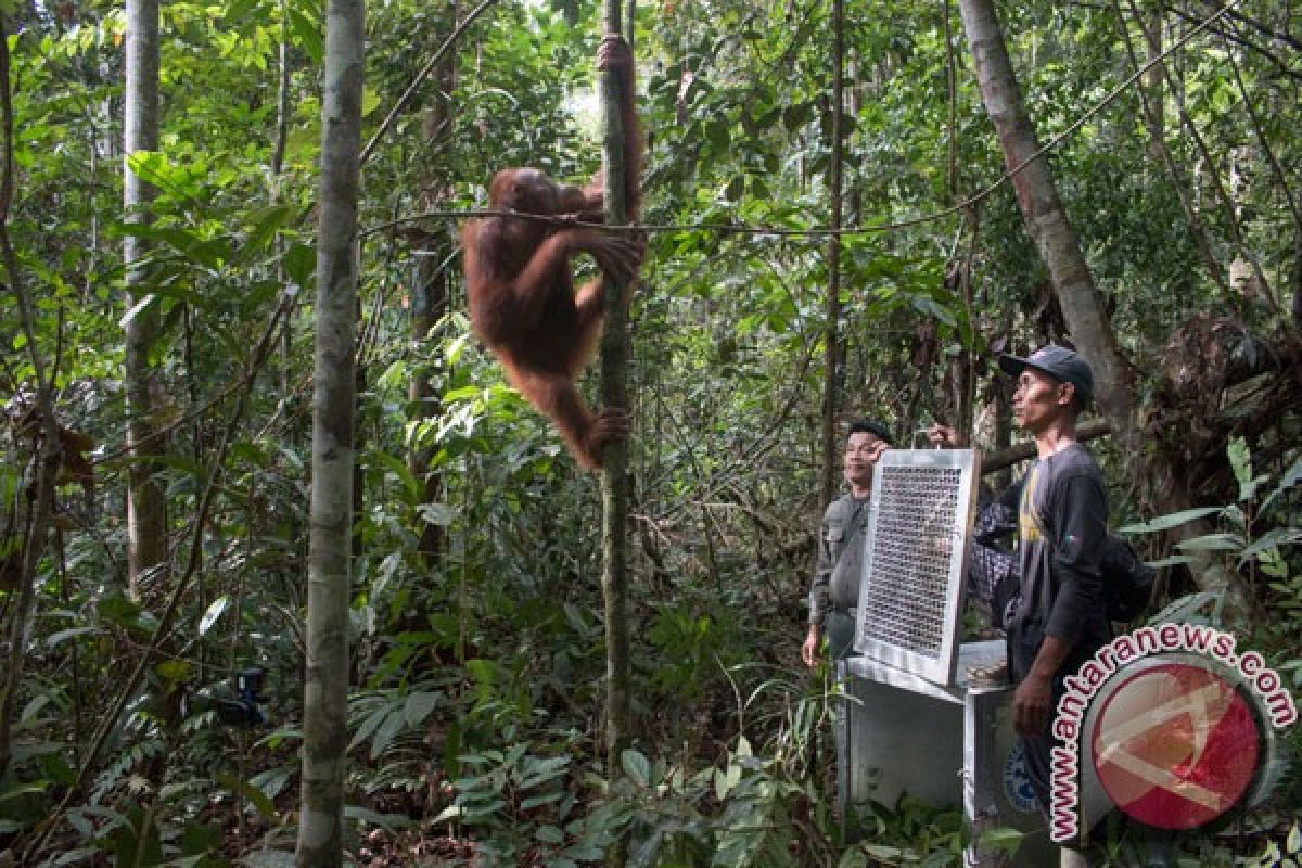 Relawan bagikan pisang kampanyekan penyelamatan orang utan